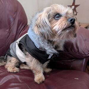 "Bad to the Bone" Black and Gray Dog Jacket with Skull Patch